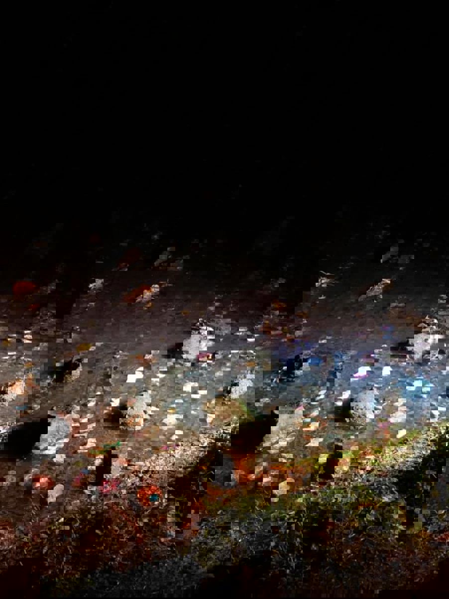 Elvelangs Frognerelven