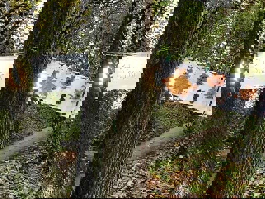 Elvelangs Frognerelven